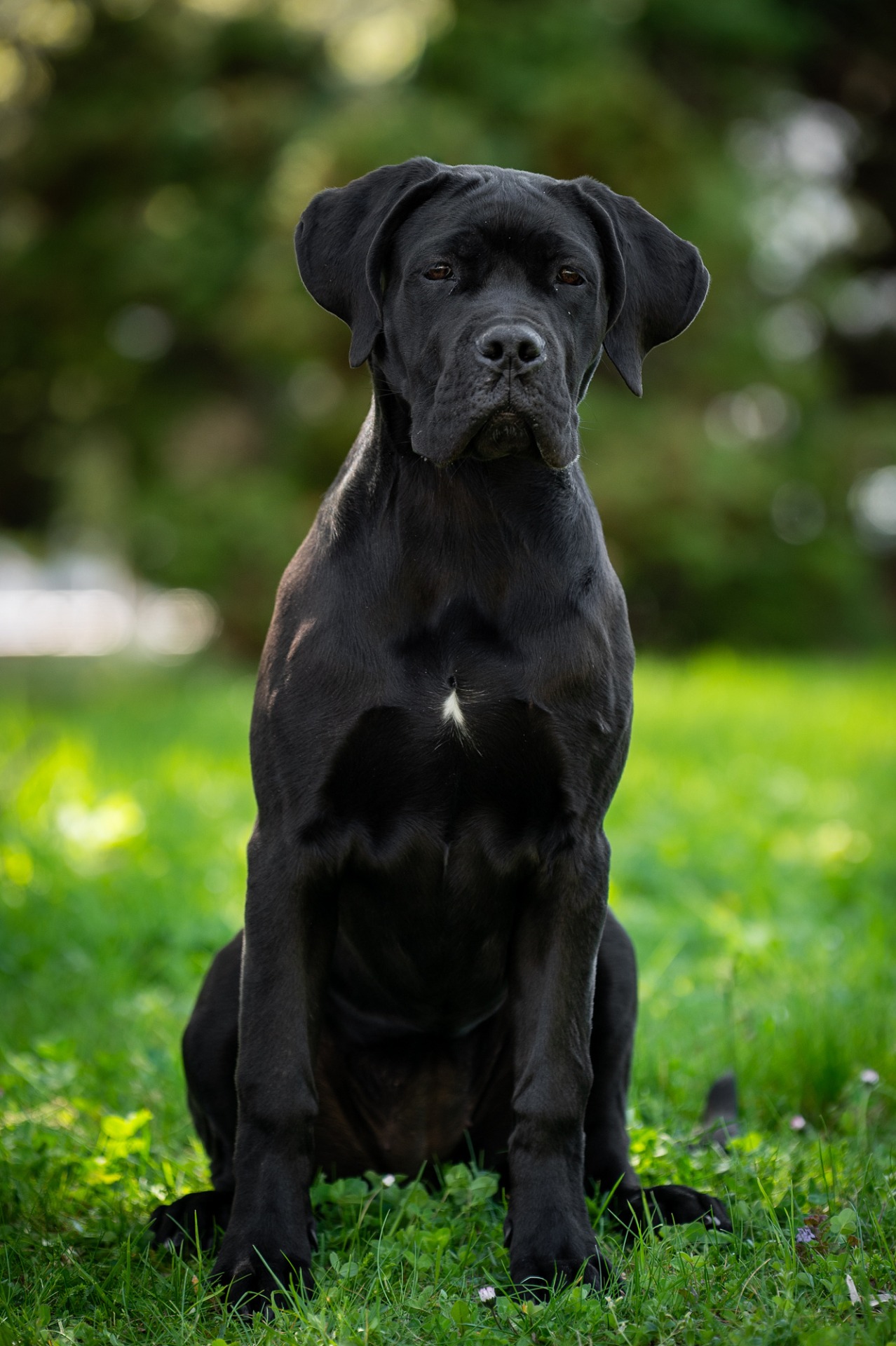 Evita Bella Creatura